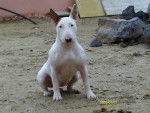 epice - Bull Terrier Femelle (3 ans)