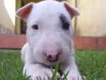 Spot - Bull Terrier Mâle (5 mois)