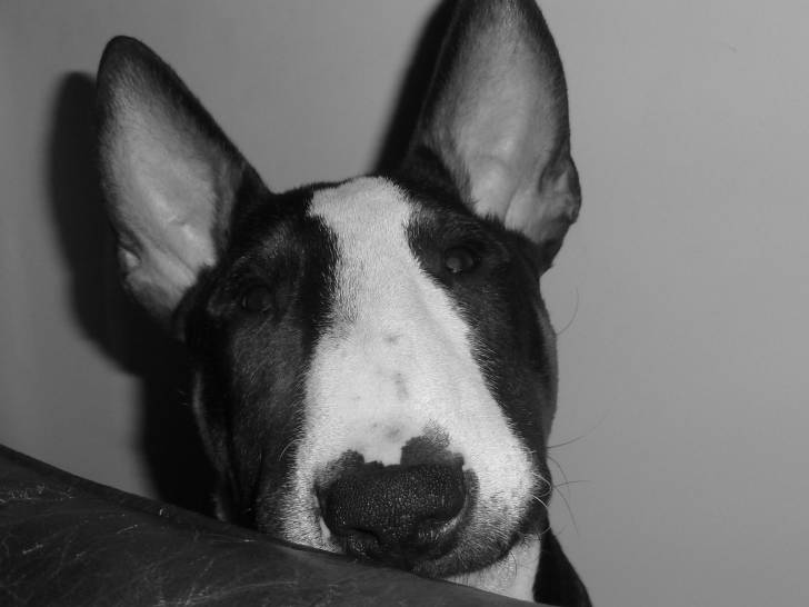 Candau - Bull Terrier Femelle (2 mois)
