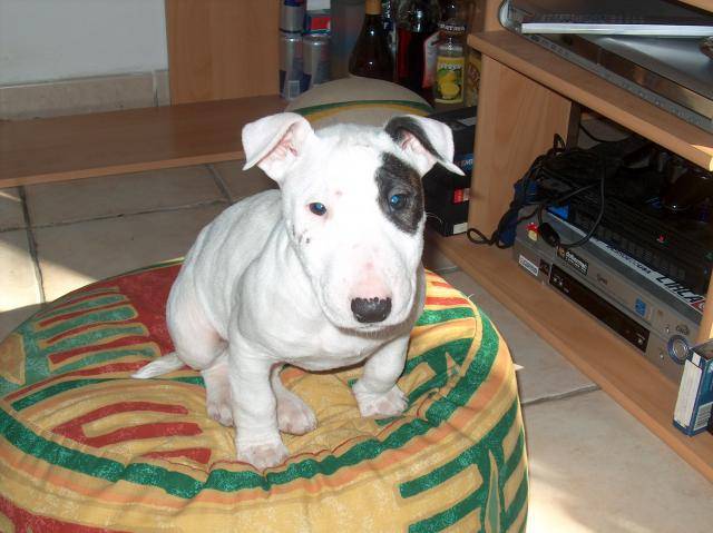 Akia Bull terrier - Bull Terrier