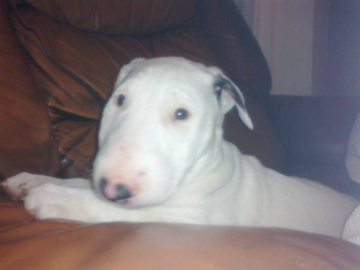 yaga - Bull Terrier Femelle (5 mois)