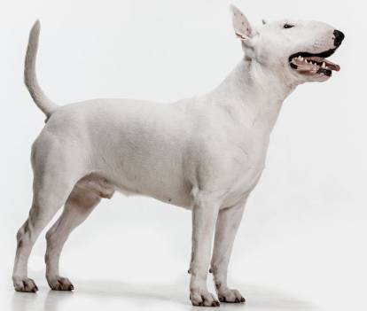 Photo professionnelle d'un Bull Terrier blanc 