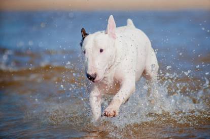Un Bull Terrier blanc qui court dans l'eau à la plage