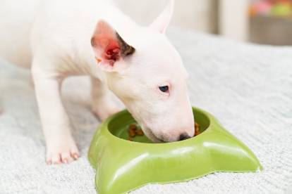 Un jeune Bull Terrier qui mange dans sa gamelle