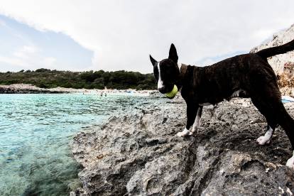 Un Bull terrier au pelage noir sur les rochers à proximité d'une plage.