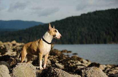Un Bull Terrier se tenant sur des rochers au bord d’un lac avec une forêt en fond 