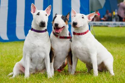 Trois chiens Bull Terrier assis côte à côte sur l'herbe posant pour une photo