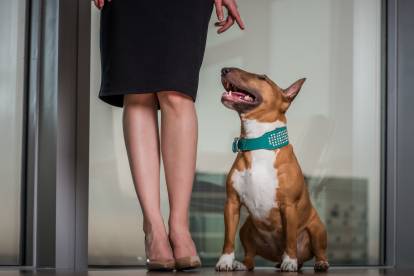 Un chien Bull Terrier brun dans une maison assis sur ses pattes arrière sur l'ordre de sa maîtresse