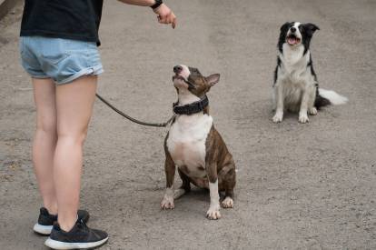 Un Bull Terrier assis sur ses pattes arrière obéissant à l'ordre de son maître