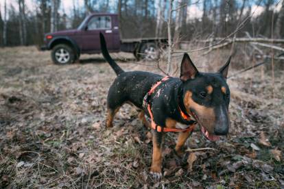 Un Bull Terrier debout dans une forêt avec un pick-up en arrière plan