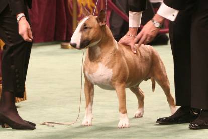 Le chien Bull terrier d'exposition Rufus