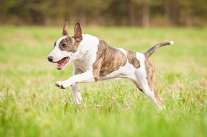 Un Bull Terrier fauve sans laisse courant dans l'herbe