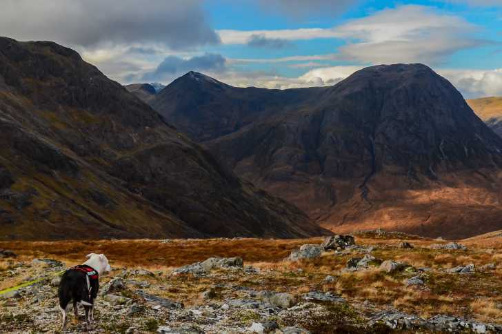 Un Bull Terrier tenu en laisse au cours d'une promenade dans un paysage montagneux en Ecosse