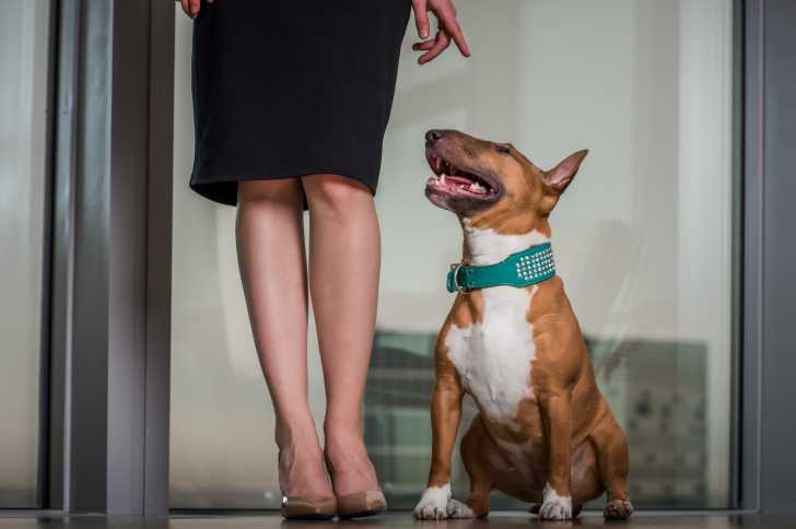 Un chien Bull Terrier brun dans une maison assis sur ses pattes arrière sur l'ordre de sa maîtresse