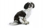 Photo Shih-Poo
