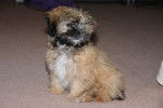 Photo Shih-Poo
