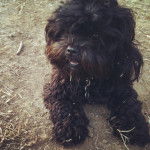Photo Shih-Poo