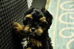 Photo Shih-Poo
