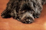 Photo Shih-Poo