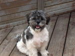 Un Shih-Poo blanc et gris assis sur une terrasse 