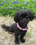 Photo Shih-Poo