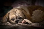 Photo Shih-Poo
