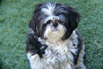 Photo Shih-Poo