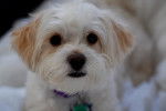 Photo Shih-Poo