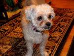 Photo Shih-Poo