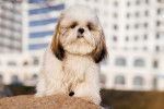 Photo Shih-Poo