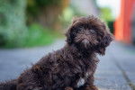 Photo Shih-Poo
