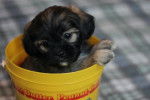 Photo Shih-Poo