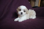 Photo Shih-Poo