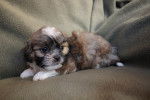 Photo Shih-Poo