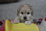 Photo Shih-Poo