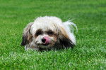 Photo Shih-Poo