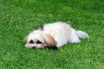 Photo Shih-Poo