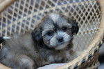 Photo Shih-Poo