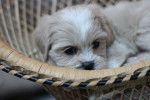 Photo Shih-Poo