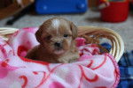 Photo Shih-Poo