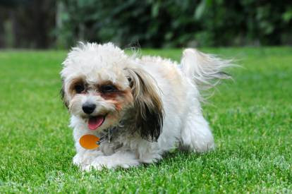 Un Shih-Poo qui se promène dans l'herbe