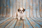 Un Shih-Poo debour sur un banc en bois