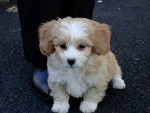 Photo Shih-Poo