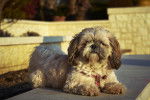 Photo Shih-Poo
