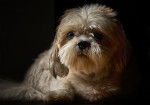 Un Shih-Poo en séance photo
