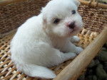 Photo Shih-Poo
