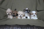 Photo Shih-Poo