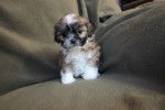 Photo Shih-Poo