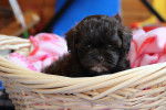 Photo Shih-Poo