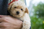 Photo Shih-Poo